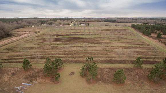 Aerial view of the Pecan Orchard