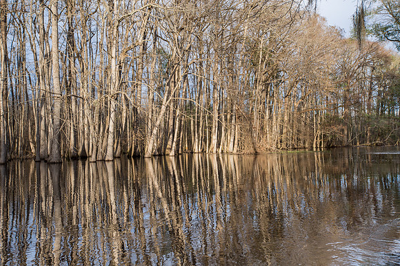 Edisto River