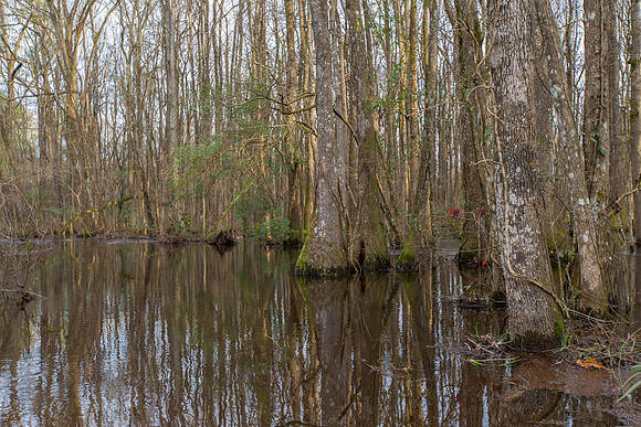 Edisto River