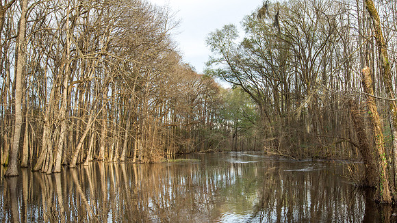 Edisto River
