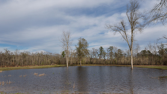 Duck Pond