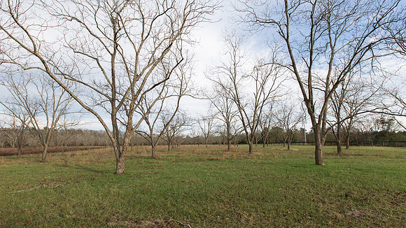 Pecan Orchard