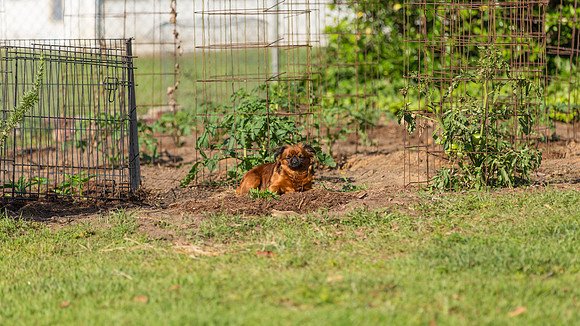 Brussels Griffon - Columbia, SC