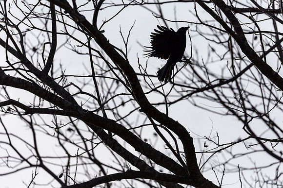 Raven in a pecan tree. December 2017