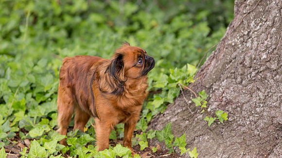 The Squirrel Hunter