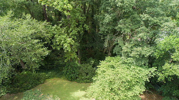 Natural border in backyard